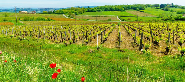 French Wine Buying Guide for Rhône Valley